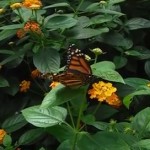 Watch Video at Butterfly ​Wonderland in Arizona