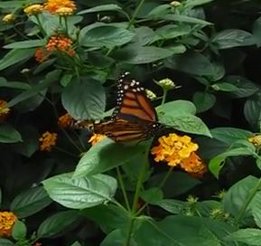 Watch Video at Butterfly ​Wonderland in Arizona